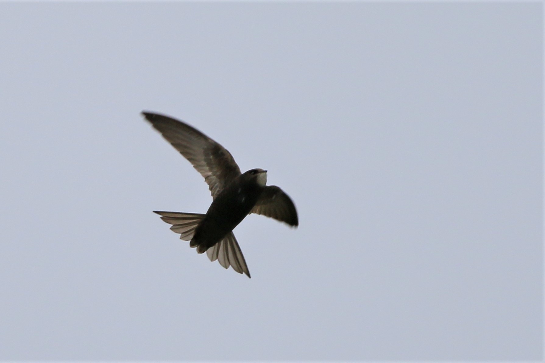Pallid Swift